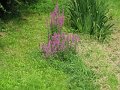 IMG_0987