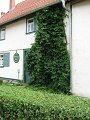 IMG_1014