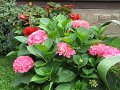 IMG_1021