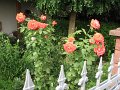 IMG_1065