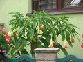 IMG_1099