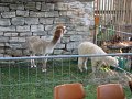 IMG_4617
