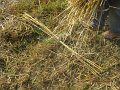 IMG_0851