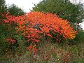 IMG_5543