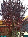 IMG_5550