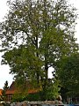 IMG_5551