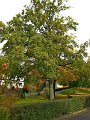 IMG_5554
