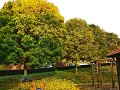 IMG_5556