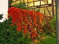 IMG_5561
