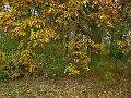 IMG_5577