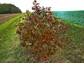 IMG_5594