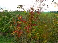 IMG_5606