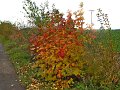 IMG_5608
