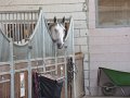 SAM_4450