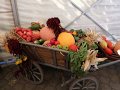 27-VG-Erntefest-Handwagen